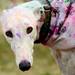 Landry, a greyhound rescue, is covered in colorful powder after the Ypsilanti Color Run 5K on Sunday morning. Melanie Maxwell I AnnArbor.com